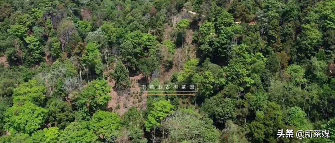 刀哥说茶叶视频大全,刀哥讲云南茶叶