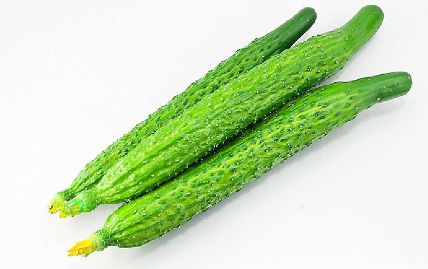 黄瓜的历史起源,黄瓜的祖先长啥样儿
