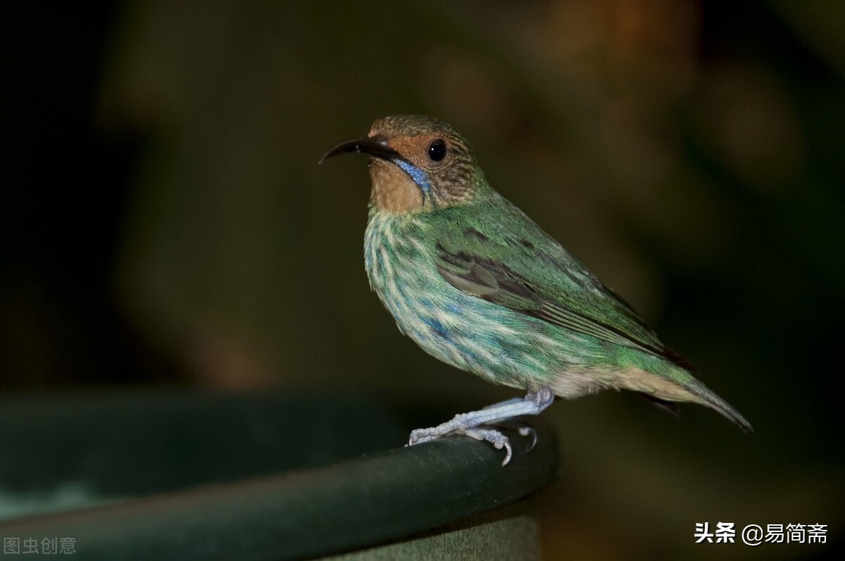 讲给孩子们听的故事童话,讲给小朋友听的故事