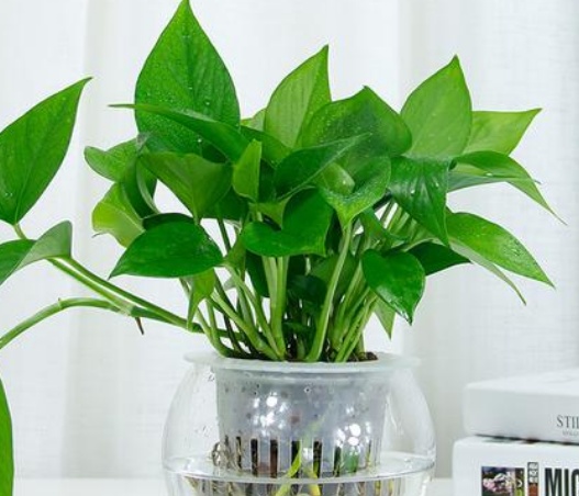 水培绿萝叶片发黄怎么补救,水培绿萝叶片发黄怎么办