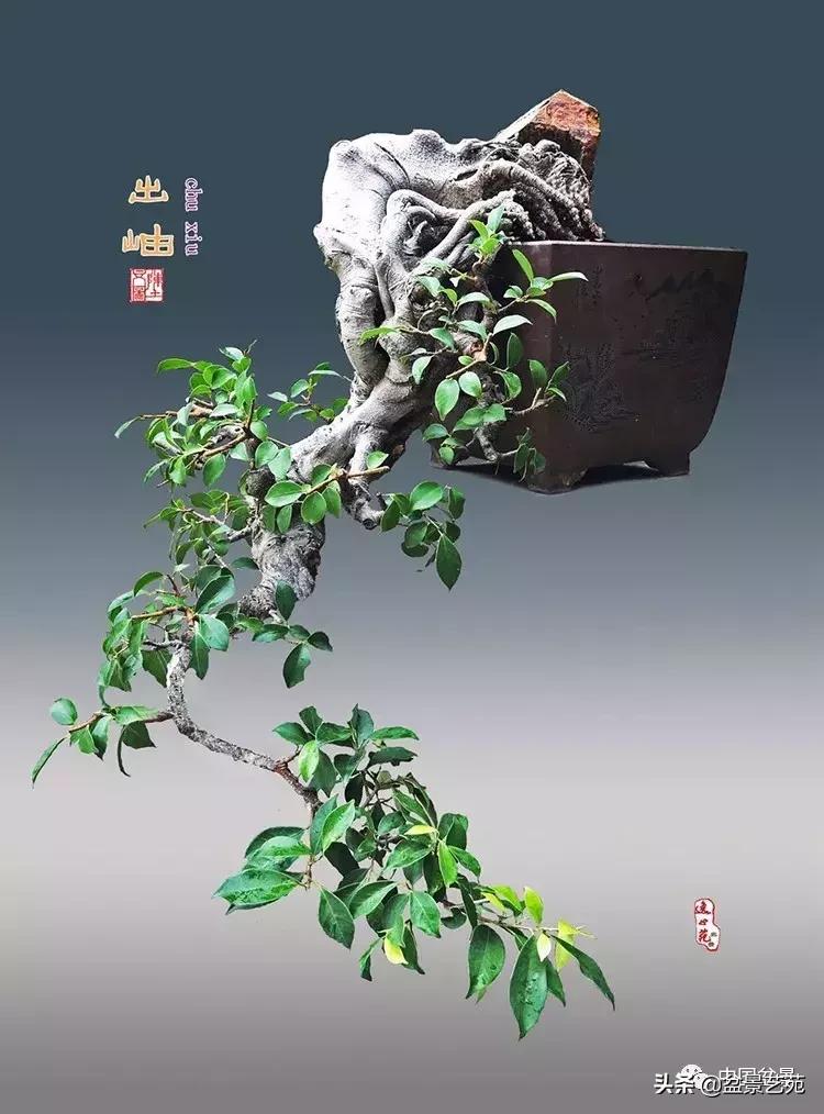 陈文图榕树欣赏,陈文图盆景