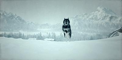 二哈多哥极限逃跑,多哥为什么跟其他哈士奇不一样