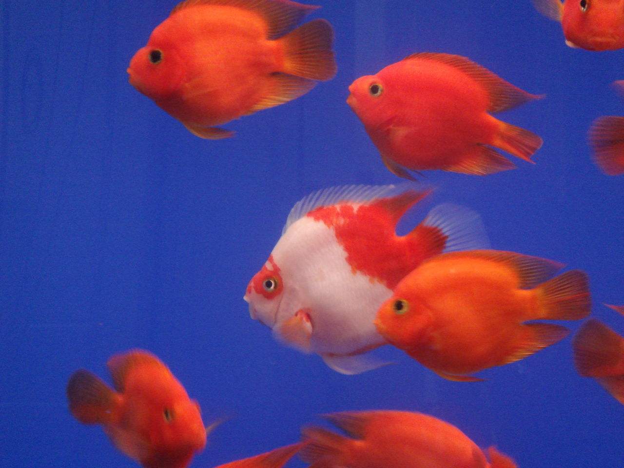 鹦鹉鱼有黑斑怎么回事,鹦鹉鱼出现黑斑怎么回事