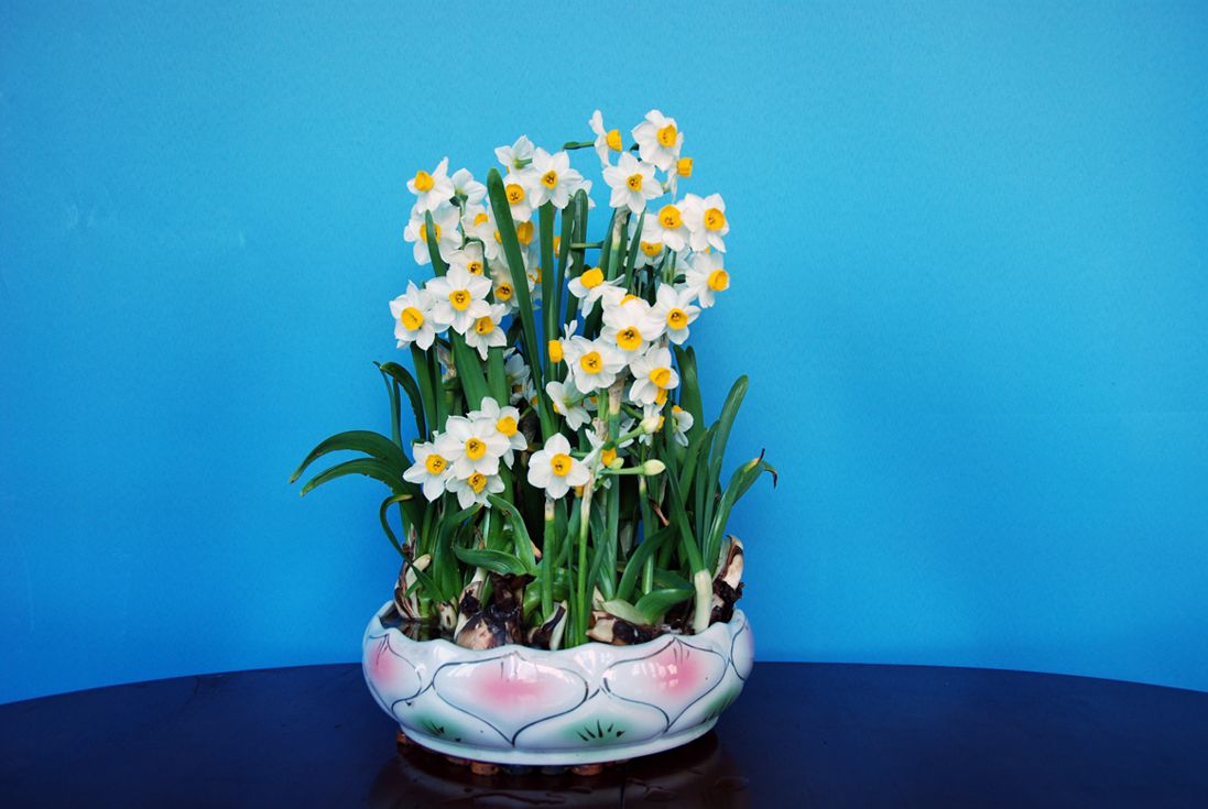 水仙花没开花骨朵干了是怎么回事,水仙花冬天种植什么时候开花骨朵