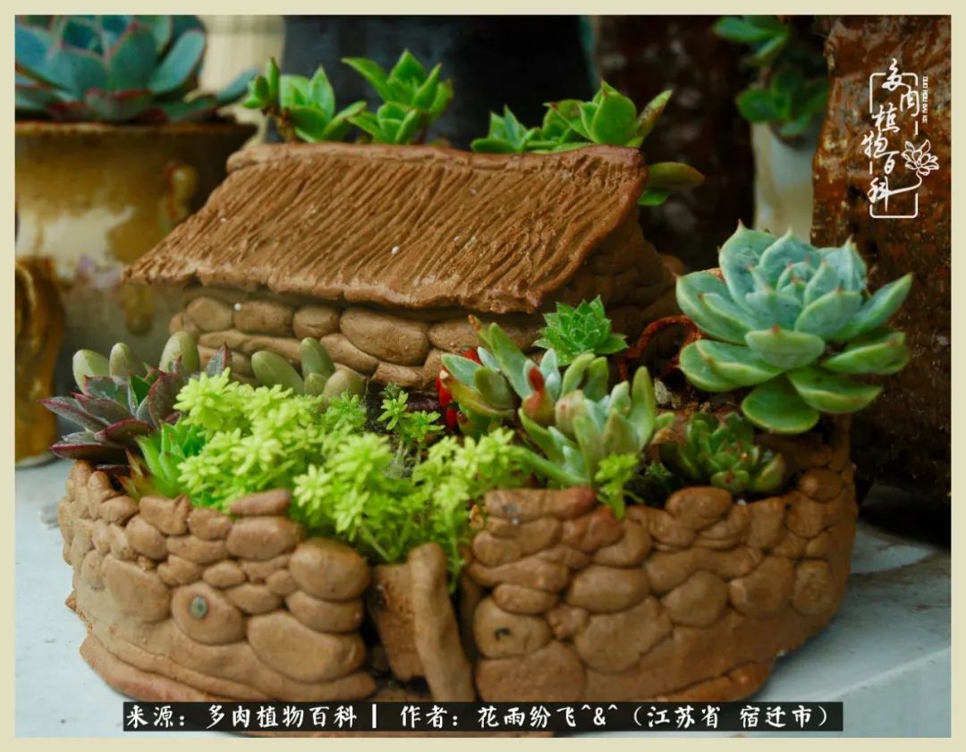 我家老臧：从反对到爱屋及乌的多肉守护人