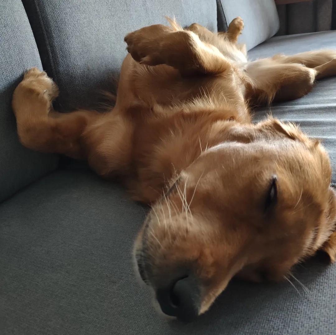 模仿狗狗睡姿,分享下你家狗子的睡姿