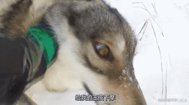 养狼disco：我在*疆新**，把狼养成了哈士奇