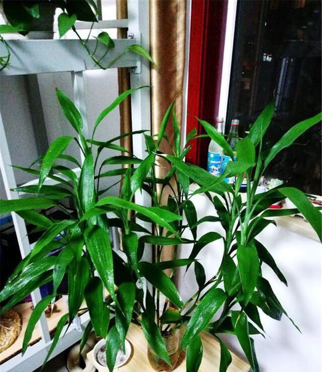 富贵竹叶子黄叶怎么养,富贵竹黄叶怎么养