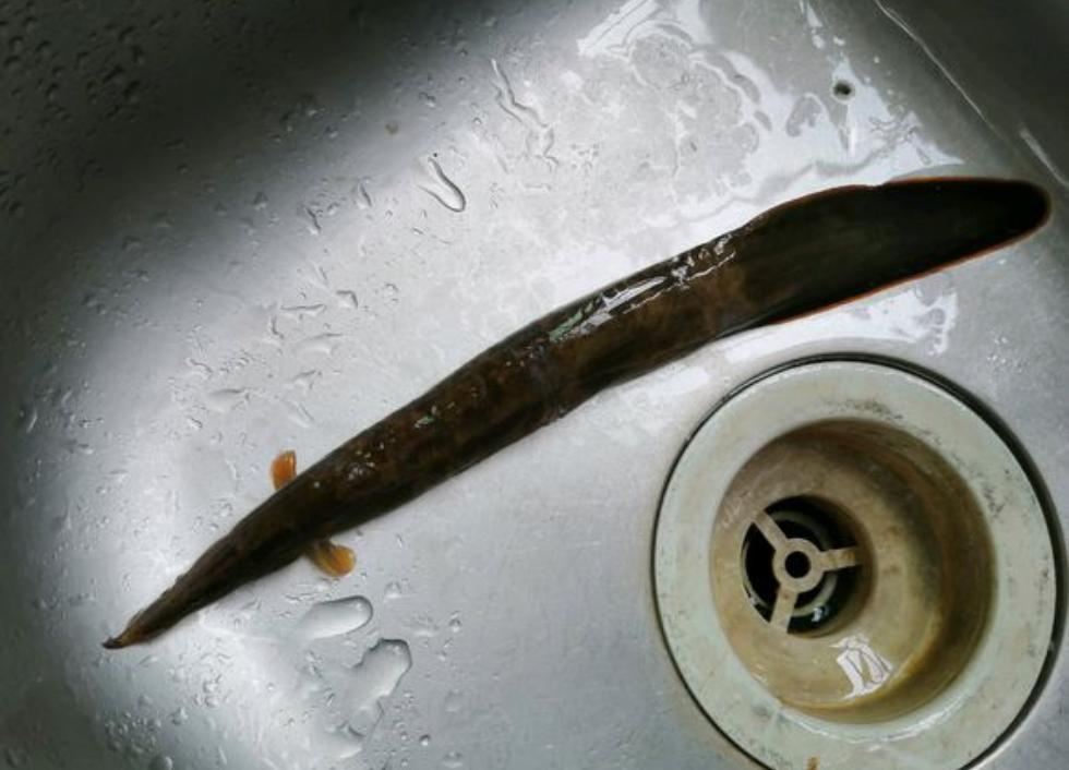 河边钓鱼发现尖嘴怪鱼,钓鱼遇到尖嘴怪鱼