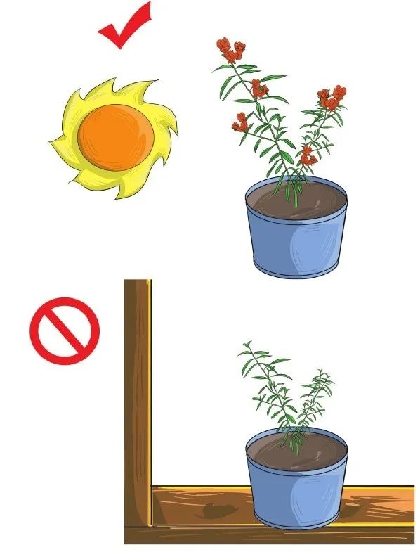 小技巧扛把子教你如何种植石榴,栽石榴方法和技巧