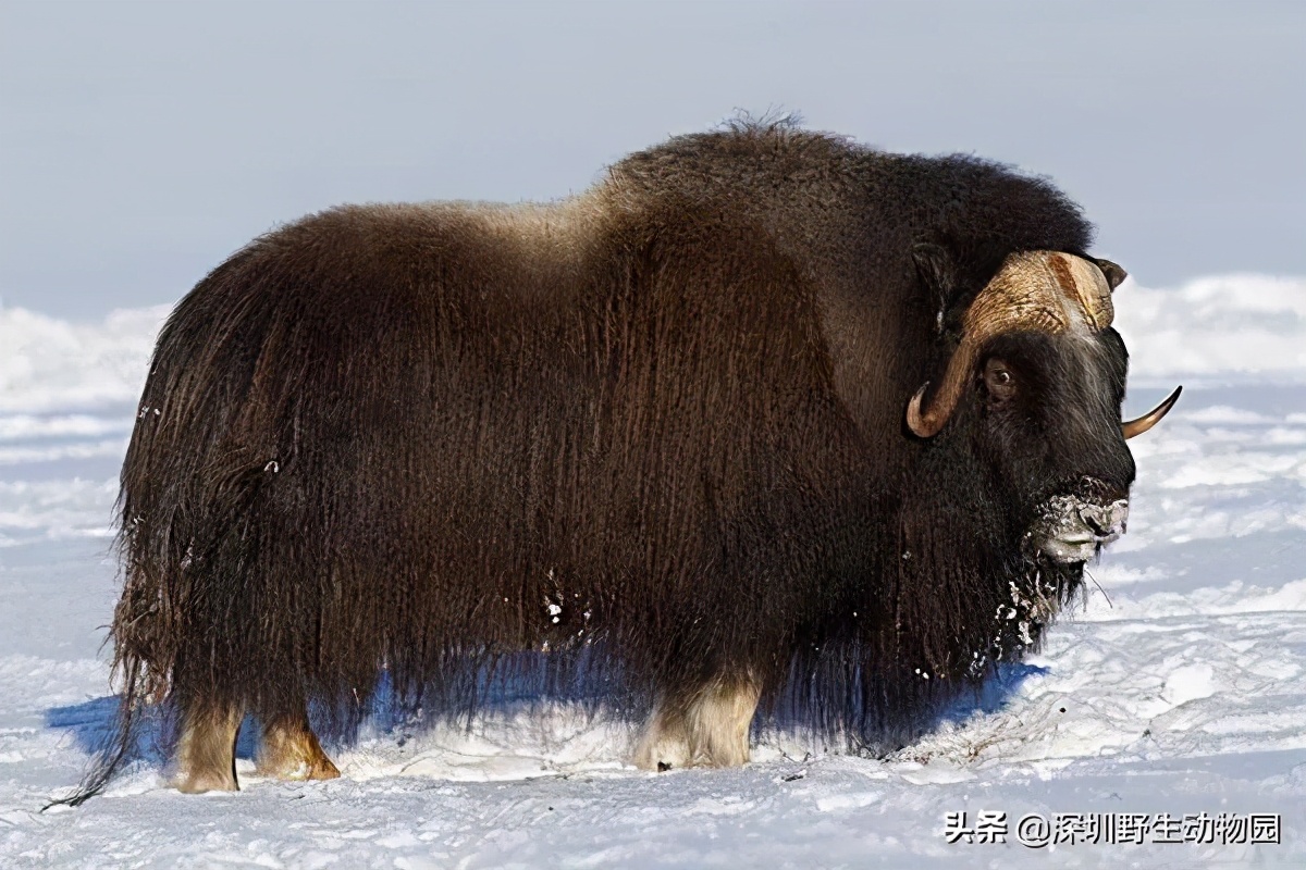 十种最强的牛科动物,牛科动物都有哪些