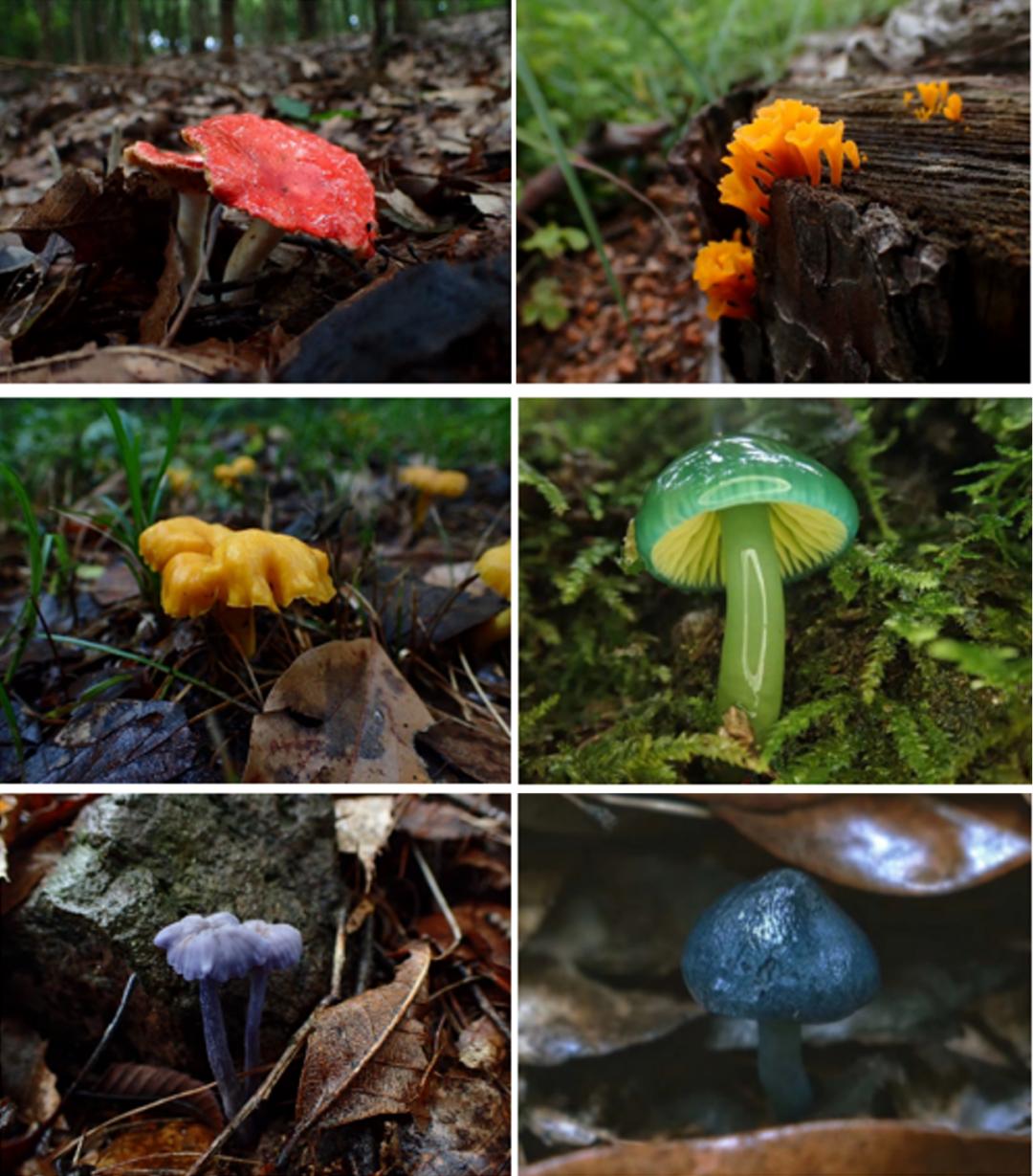 踏青摘野菜去处,野蘑菇旅游攻略