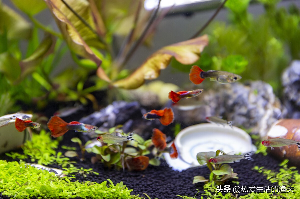 家里养的鱼蹭缸怎么办？