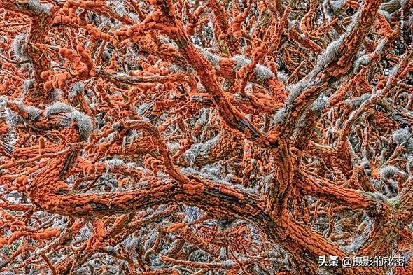 世界上让人惊讶的5种动物,震撼的动物世界视频