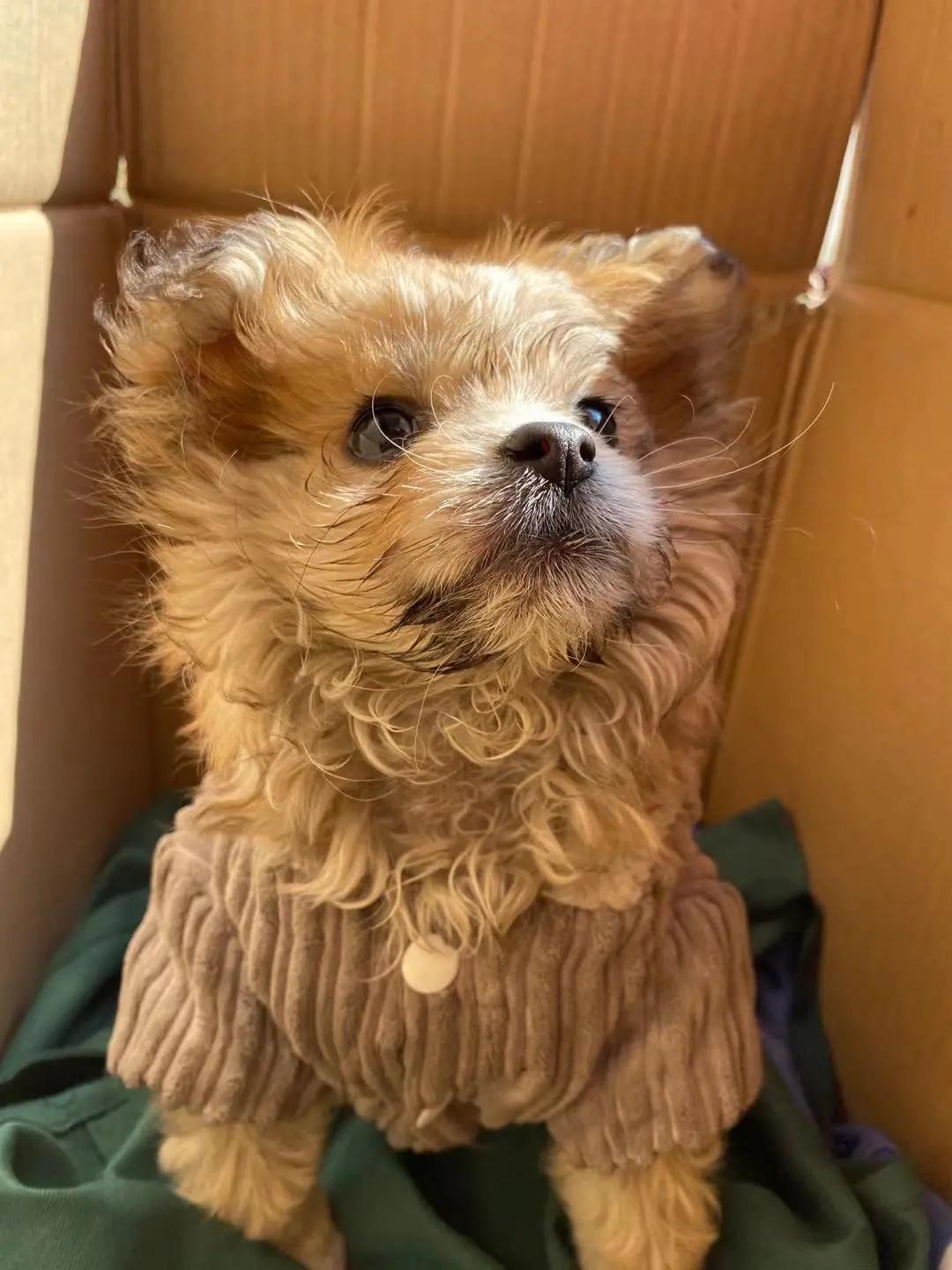 男生猛犬穿女装,男生细狗穿女装