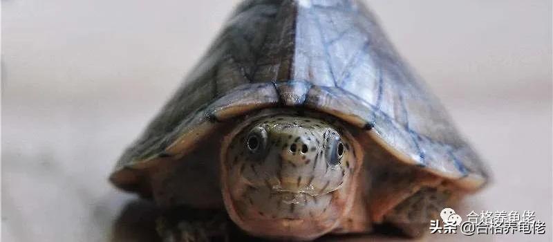 龟腐甲自愈方法,龟轻微腐甲怎么治疗