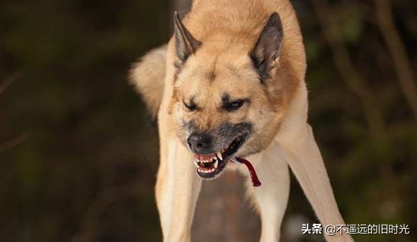 如果被凶狗追着咬怎么办,如果被超大的凶猛的狗追该怎么办