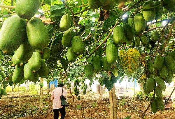 鍞愬北鍗佷簩鏃惰景,杩佸畨鏃堕棿