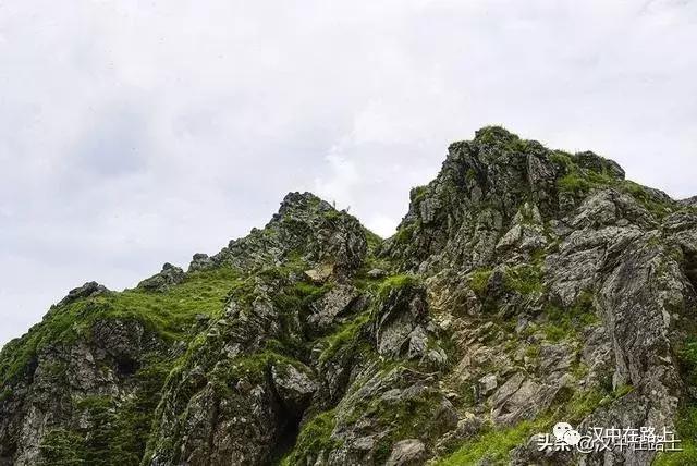 探秘汉中,汉中一村子窜入野生羚牛