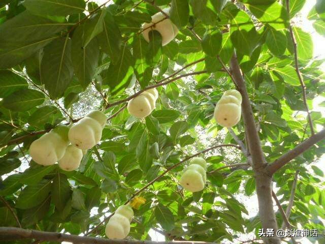 镇元大仙为何与师傅有关系,镇元子大仙地位到底有多尊崇