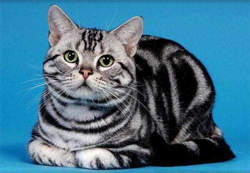 美式美短猫,高颜值的美短猫