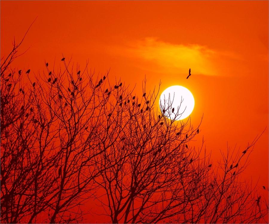 月夜表现杜甫思乡之情的句子,杜甫赞美故乡的诗句