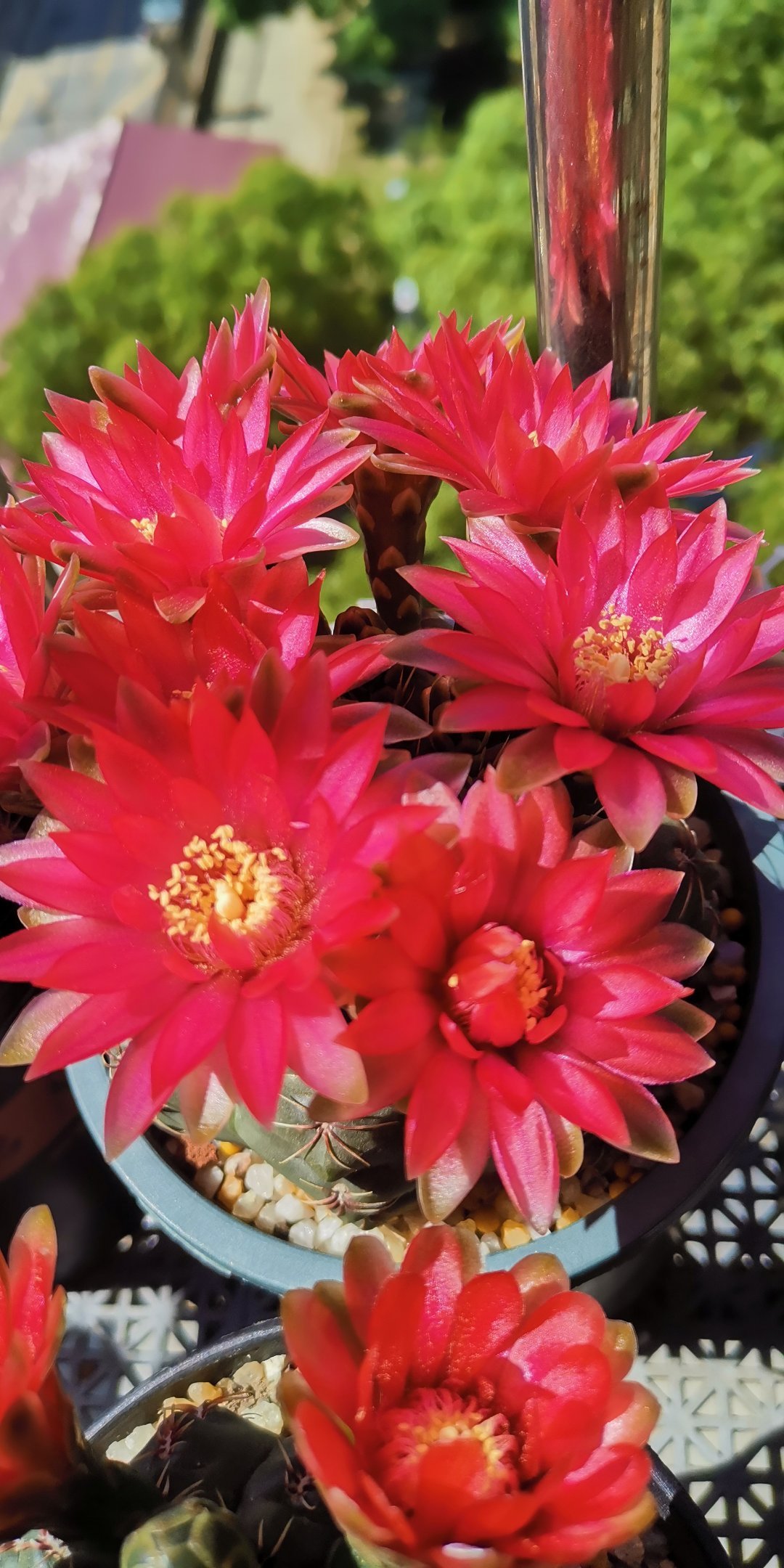 仙人球开花后保持时间长的方法,如何让仙人球开花更多一点