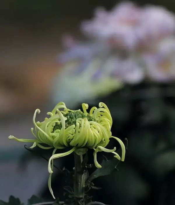 中国十大名花你认识几种呢,中国十大名花你喜欢哪种呢