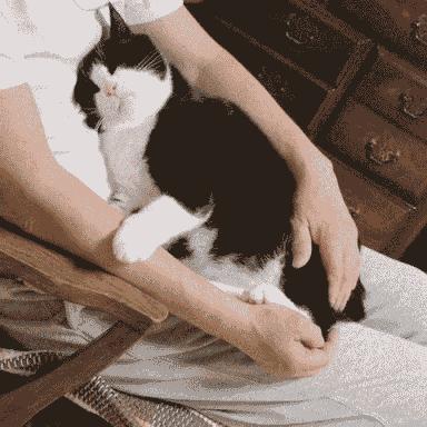 新手养猫指南：想要挑选性格温顺的猫咪，这些关键点一定要看看