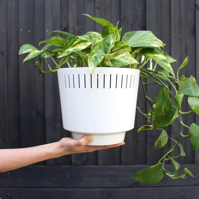 养花常用技巧和方法有哪些,怎么样才能掌握养花的技巧