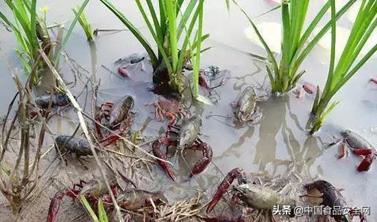 维d和钙片一起吃补钙效果最好吗,健康科普维d钙片小知识