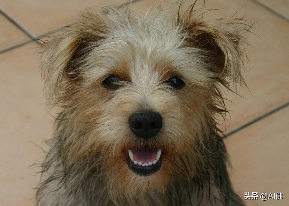 美国最受欢迎的100组小狗名字