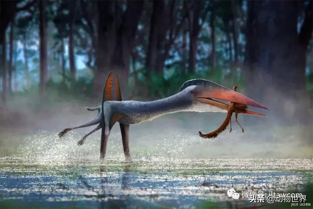 哈特斯哥翼龙比风神翼龙大吗,哈特兹哥翼龙复原图