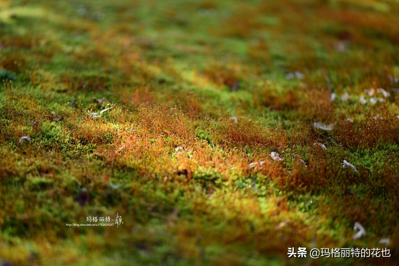 种植苔藓养护方法,苔藓怎么养护才能长得好