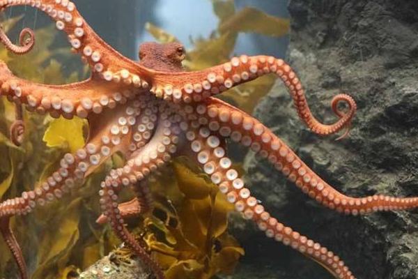 章鱼智商能统治世界吗,章鱼的智商有多少