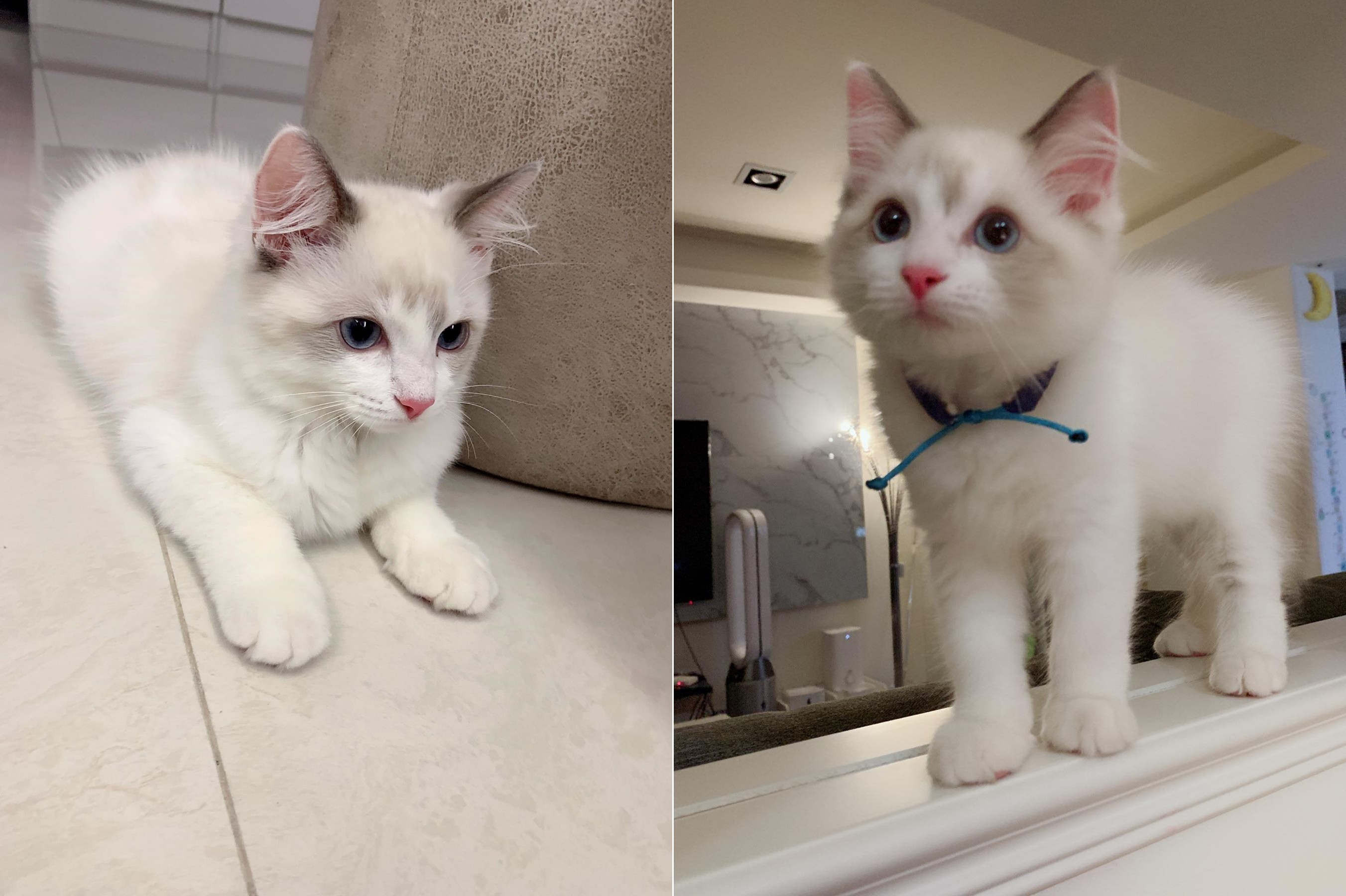 妈揪家中偷袜大盗 惯犯喵撤场前还望向镜头