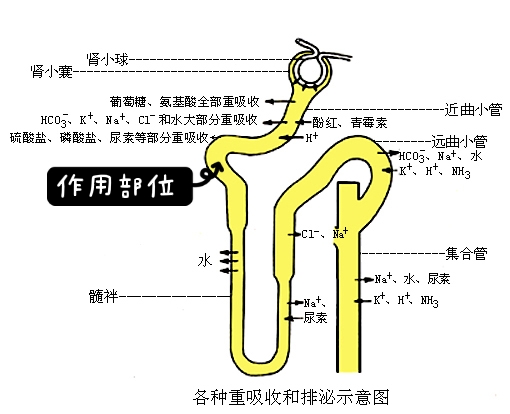 苯溴马隆：尿酸偏高看我的