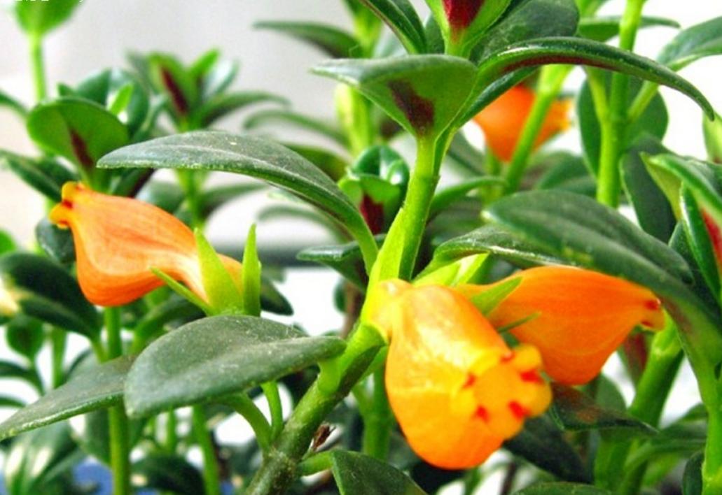 金鱼吊兰怎么养才开花图片,金鱼吊兰怎样养才开花图片