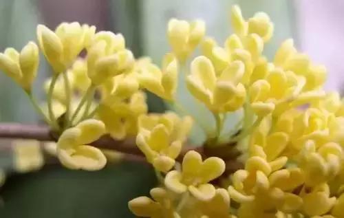 河南城市的市花有哪些花,全国56市市花图片