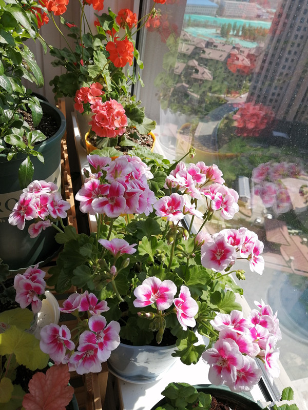 天竺葵怎么养才开花长久,天竺葵怎样养护开花不断