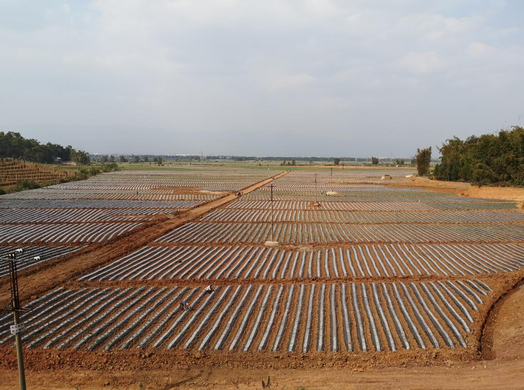 【芒检·温度】“鱼塘”变良田，芒市检察这样守护基本农田