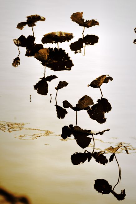 常德，那些惊艳夏日的荷花