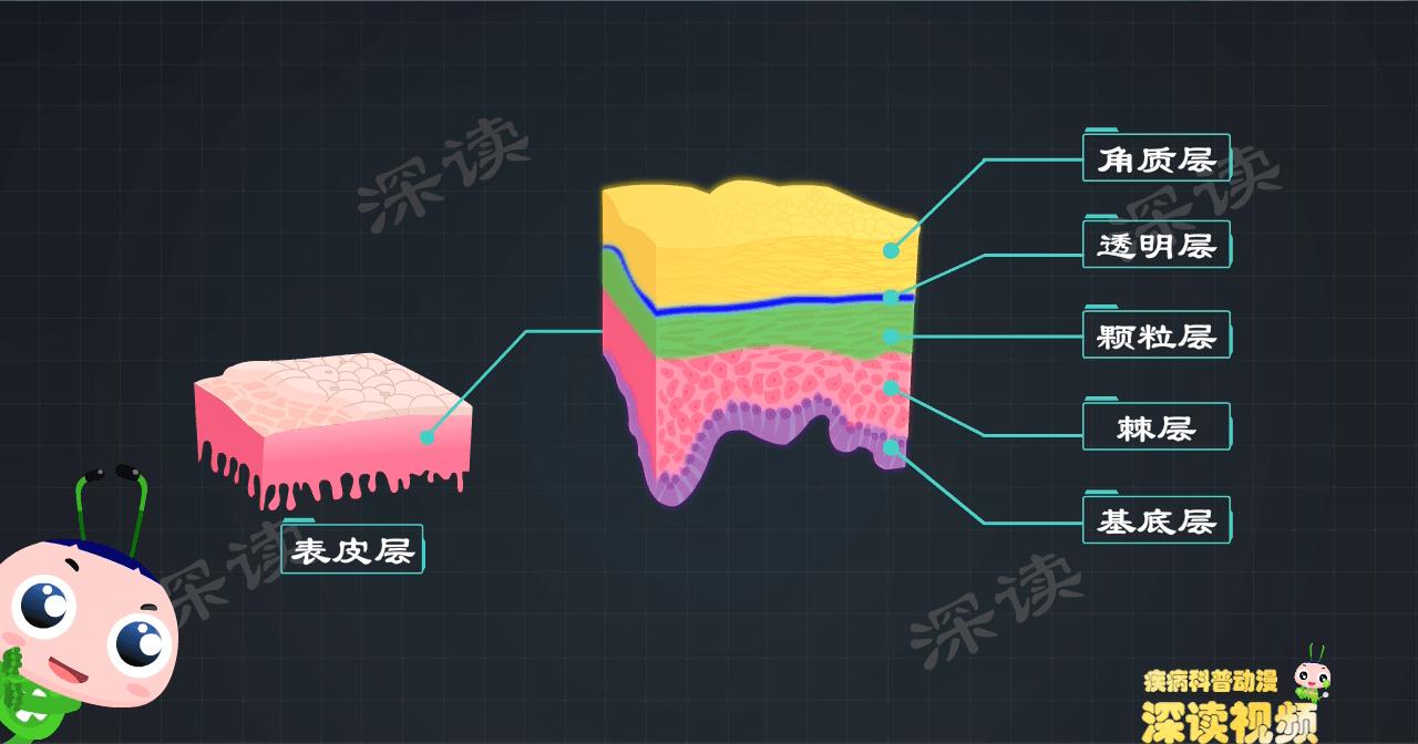 尖锐性湿疣会引起hpv感染吗,HPV感染几率有多高