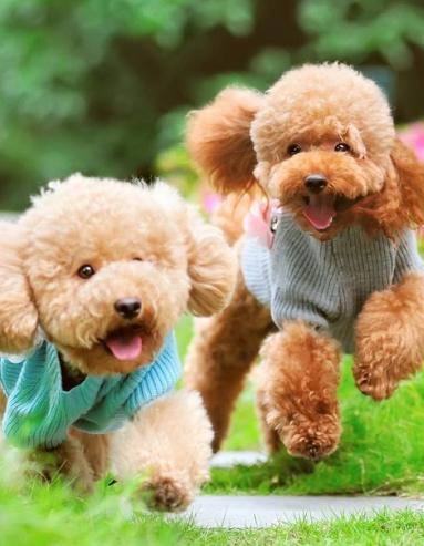 新手养泰迪要避免哪些错误,养泰迪必须知道的事