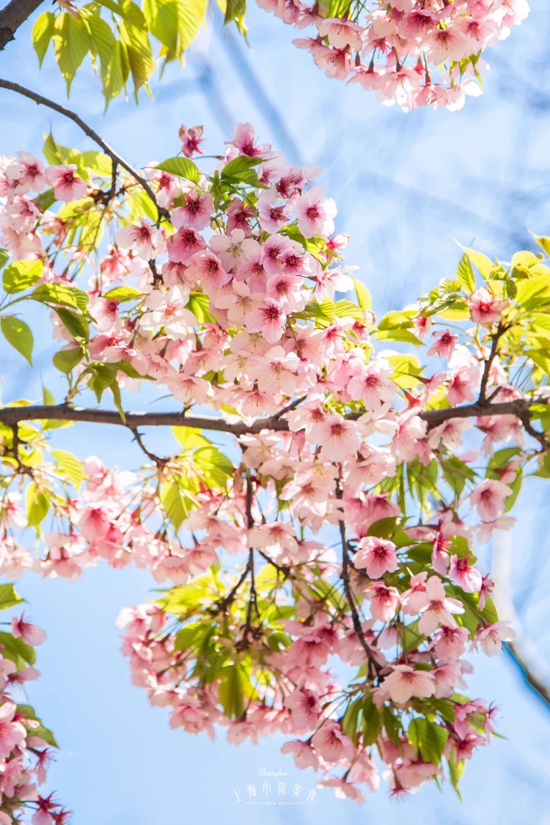 小众赏樱胜地,魔都赏樱旅游攻略