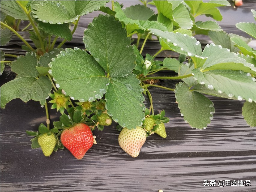 草莓出现红杆怎么处理,草莓根部长白霉了是什么原因