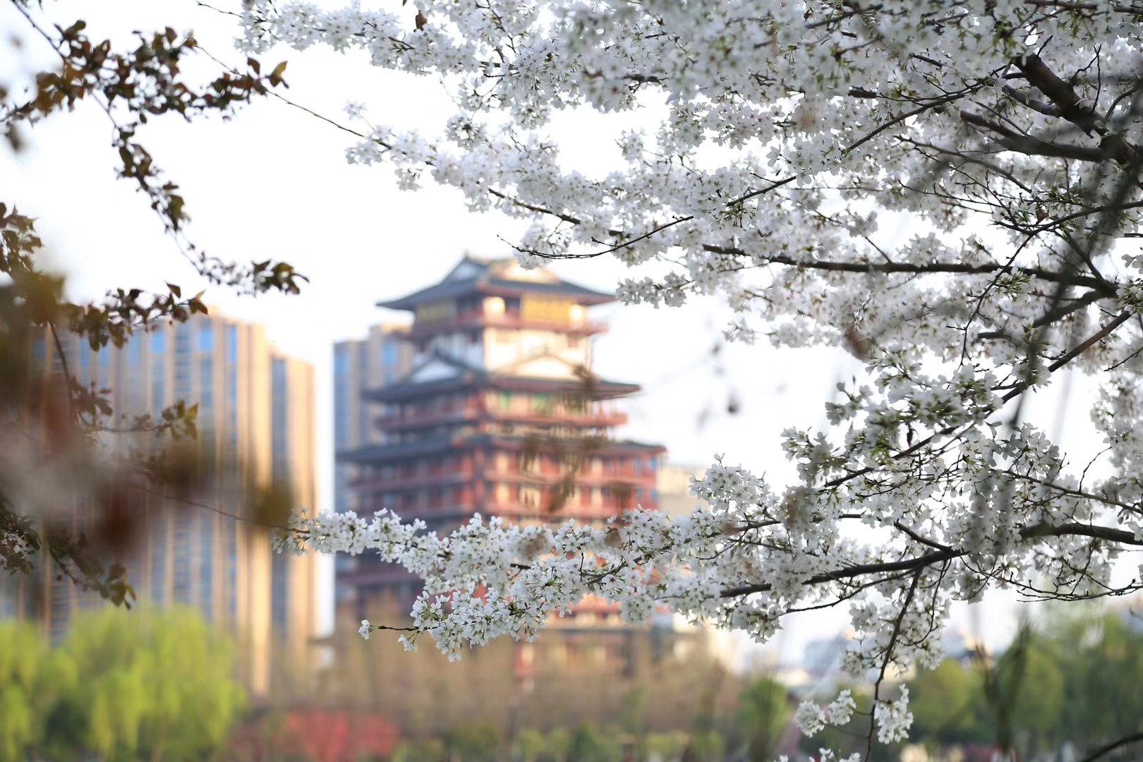 鎶楃柅鏃ヨ鏁ｆ枃,鎶楃柅鑳屽奖浣滄枃