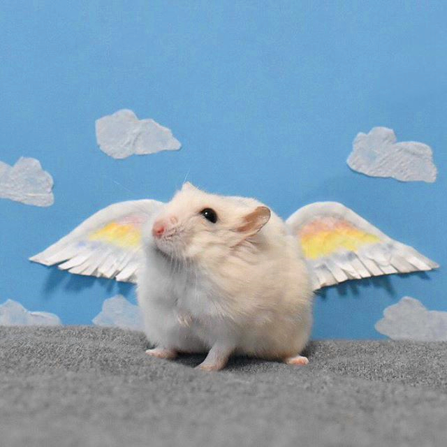 仓鼠天性喜欢越狱，为逃出鼠笼，两仓鼠完美配合成功脱逃