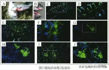鱼出血病的防与治,鱼类出血性疾病