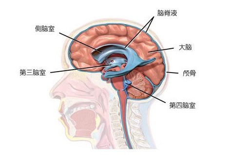 老迷糊啥原因呢,老犯迷糊睡不醒是怎么回事